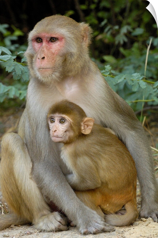 Rhesus Macaques (Macaca mulatta) mother & baby in Bharatpur National Park or Keoladeo Ghana Sanctuary. Rajasthan. INDIA.