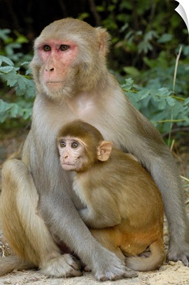Rhesus Macaques Mother & Baby, Bharatpur National Park, Rajasthan, India