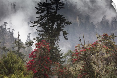 Rhododendron In Bloom In The Forests Of Paro Valley, Bhutan