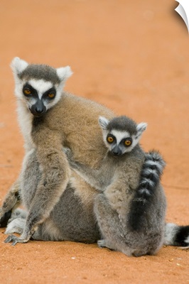 Ring-Tailed Lemurs, (Lemur Catta), Berenty Reserve, MADAGASCAR