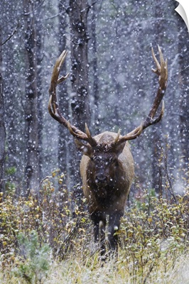 Rocky Mountain Bull Elk Autumn Snow Storm