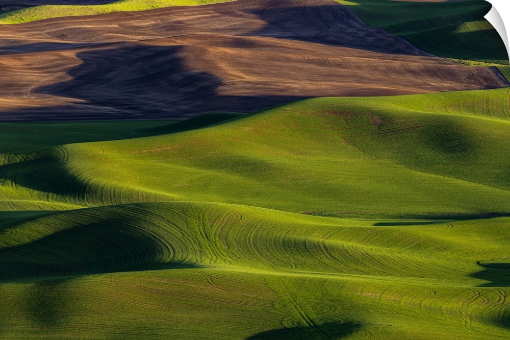 Rolling hills of wheat from Steptoe Butte near Colfax, Washington State, USA.