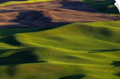 Rolling Hills Of Wheat From Steptoe Butte Near Colfax, Washington State, USA
