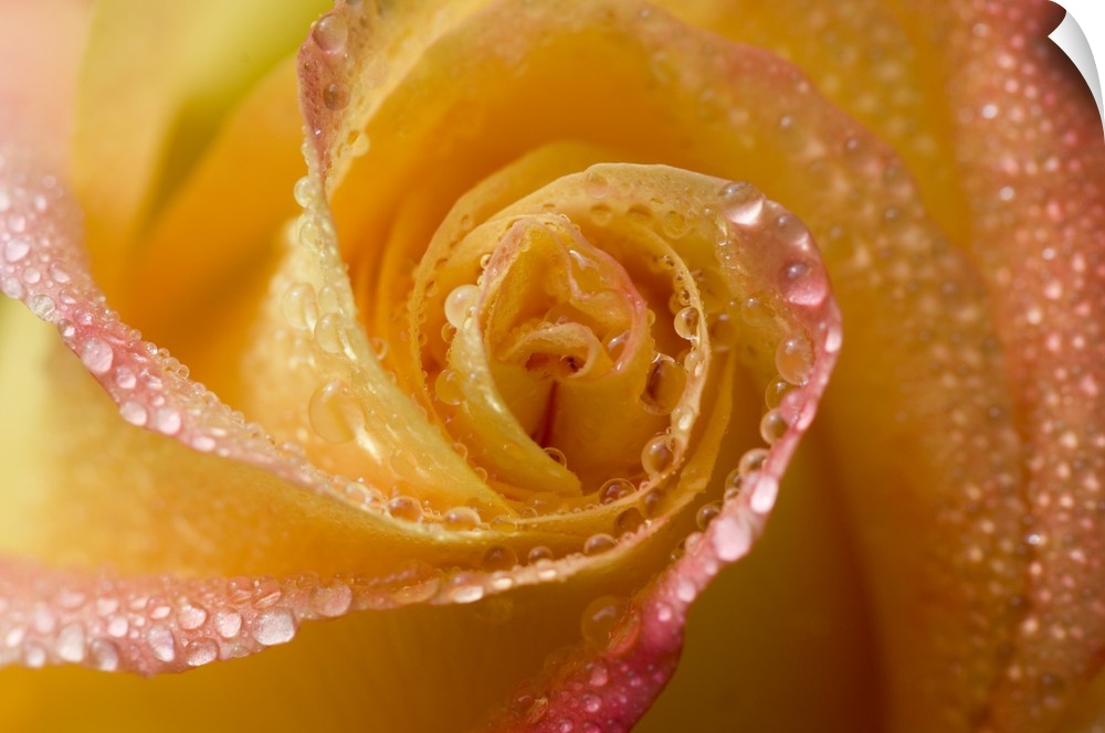 Rose close-up with dew.