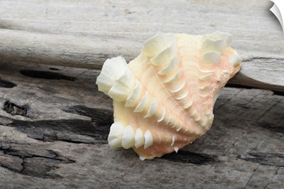 Ruffled Clam Shell - Tridacna Squamosa