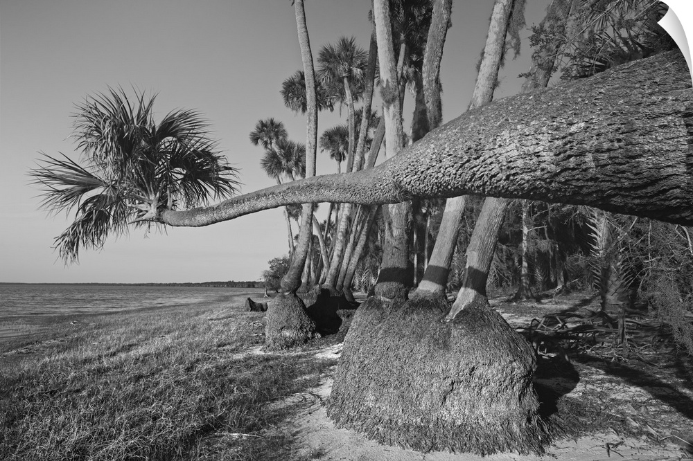 Sable palm tree along shoreline of Harney Lake at sunset, Florida. United States, Florida.