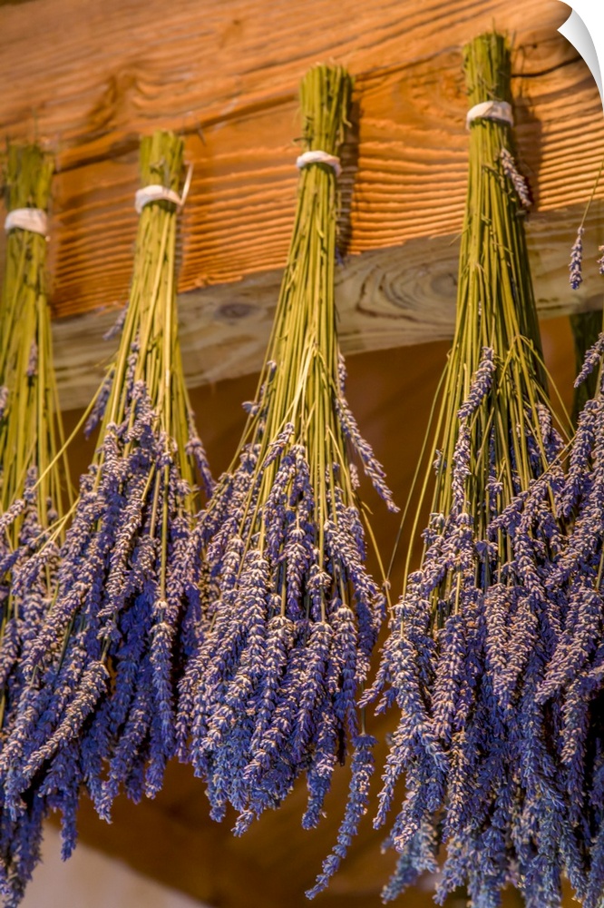 San Juan Island, Washington State, USA. Bunches of lavender hung to dry. United States, Washington State.