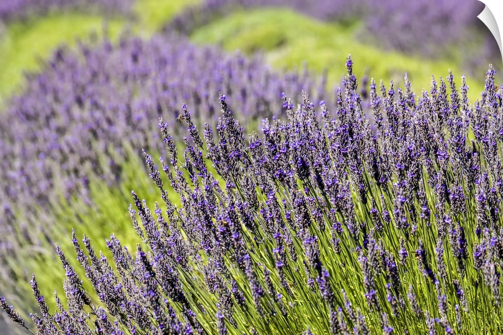 San Juan Island, Washington State, USA. Pelindaba Lavender Farm. United States, Washington State.