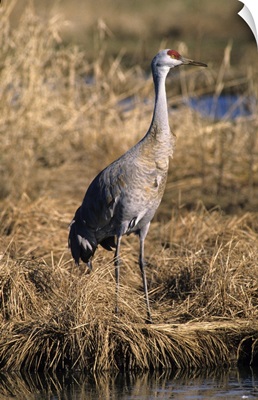 Sandhill crane Canada