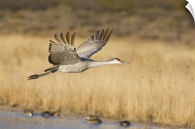 Sandhill Crane in flight over pond, New Mexico