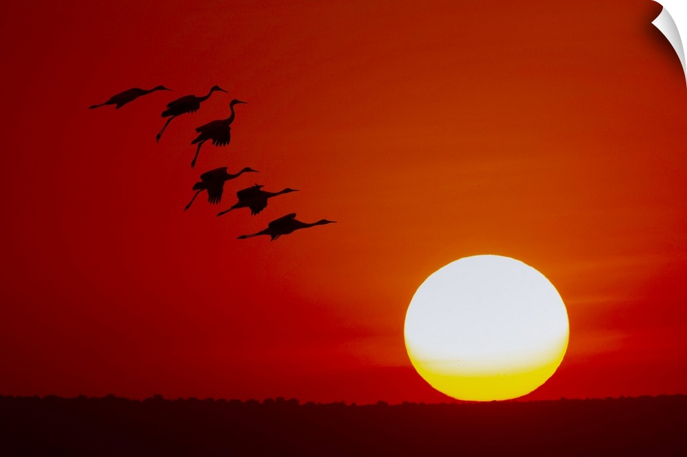 Sandhill cranes silhouetted flying at sunset. Bosque del Apache National Wildlife Refuge, New Mexico. United States, New M...