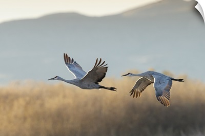 Sandhill Cranes flying, Bosque del Apache National Wildlife Refuge, New Mexico