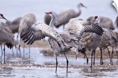 Sandhill cranes on the Platte River during spring migration, Nebraska