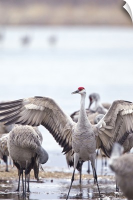 Sandhill cranes on the Platte River, Nebraska