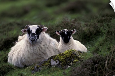 Scotland, Isle of Skye. Sheep
