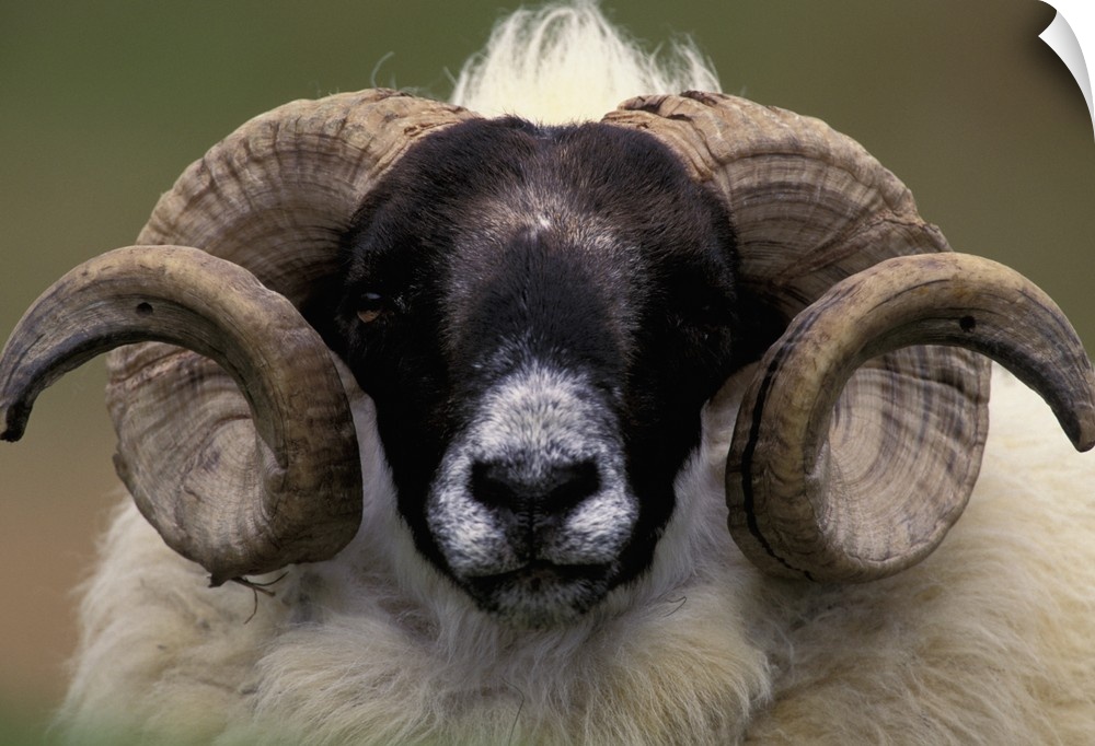 Scotland, Isle of Skye. Sheep portrait.
