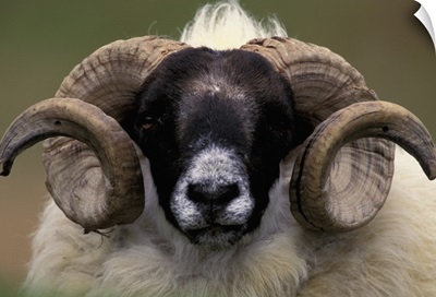 Scotland, Isle of Skye. Sheep portrait