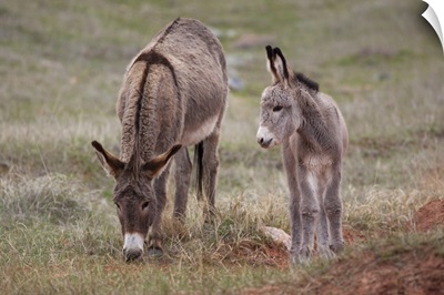 SD, Custer State Park, Wild Burros, mother and baby