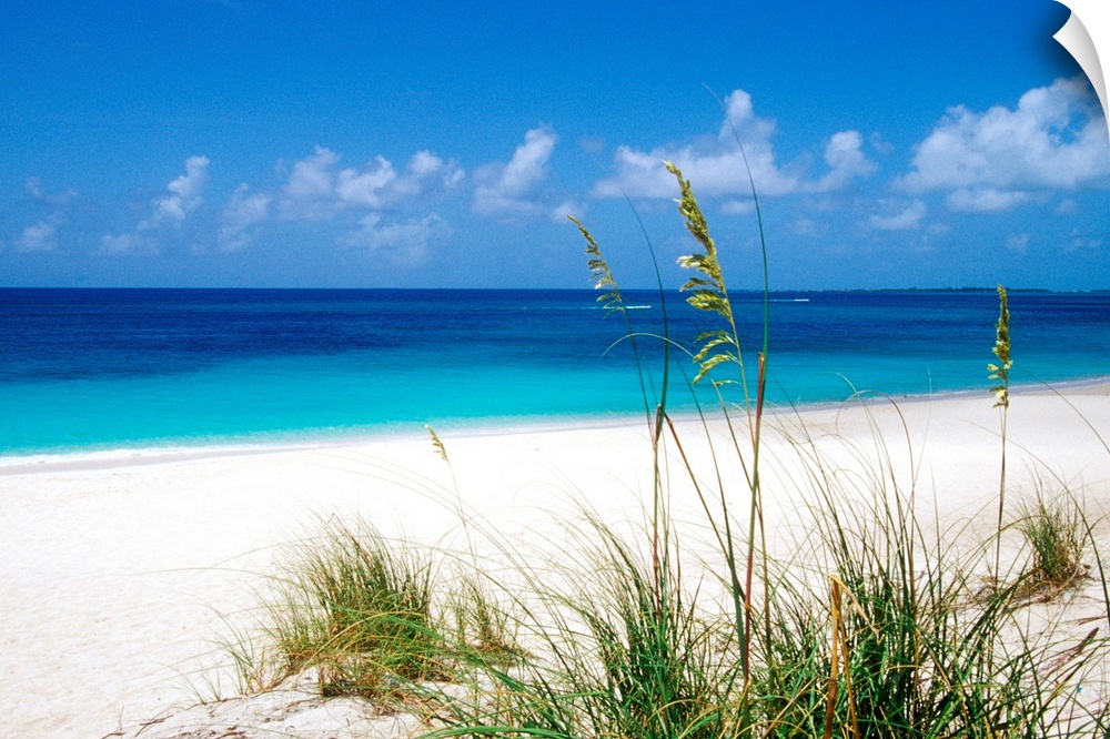 Sea oats, pink sand beach, Eleuthera Island, Bahamas.