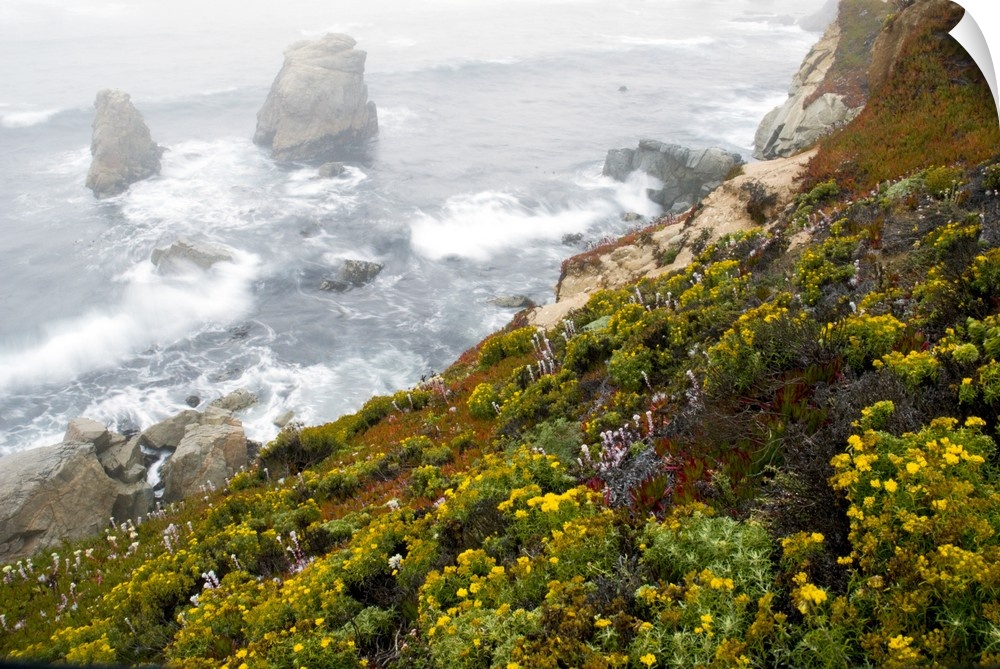 Sea stacks and wildflowers (Garrapata State Park), California