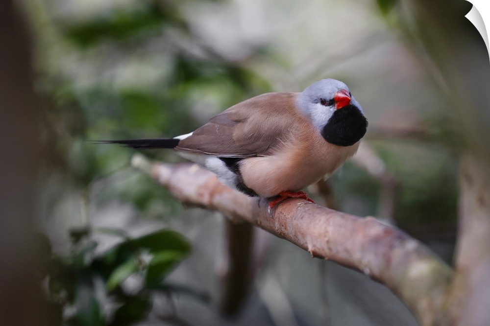 Shaft-tail finch, native to Australia. Australia, Australia.