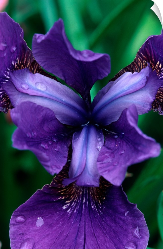 Siberian Iris, Iris sibrica, Butchart Gardens, British Columbia, Canada