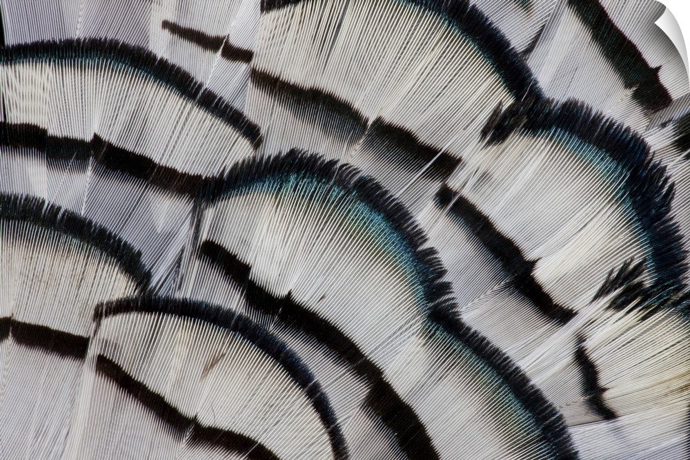 Silver Pheasant feather fan design.