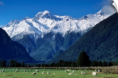 Snow-clad Mount Tasman rises above green sheep pastures, South Island, New Zealand