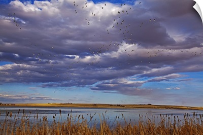 Snow geese during spring migration, Montana