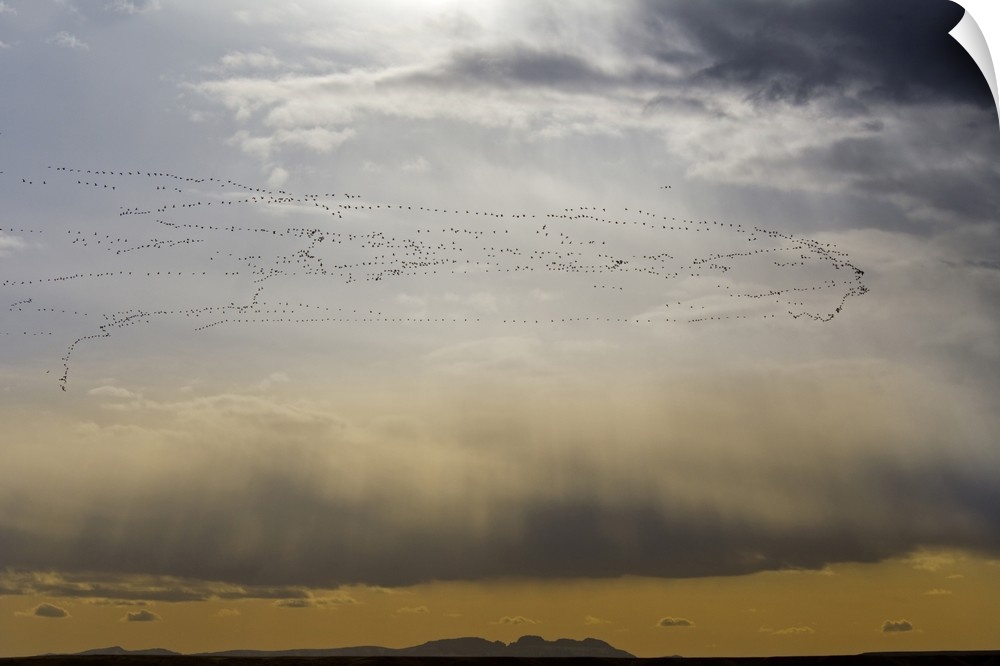 Snow geese in flight during spring migration at Freezeout Lake WMA near Choteau, Montana, USA