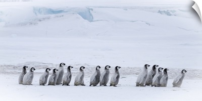Snow Hill Island, Antarctica, Emperor Penguin Chicks Adventure Away From The Colony