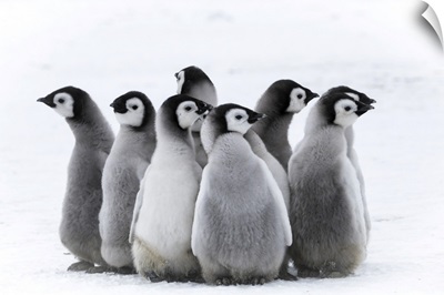 Snow Hill Island, Antarctica, Nestling Creches Of Emperor Penguin Chicks