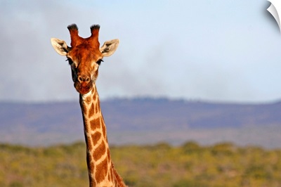 South Africa, Kwandwe. Maasai Giraffe In Kwandwe Game Reserve.