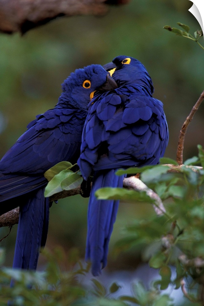 South America, Brazil, Pantanal. Hyacinth Macaw pair in tree roost.