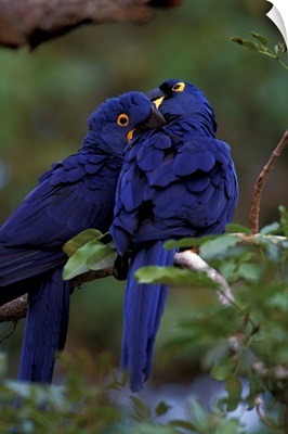 South America, Brazil, Pantanal, Hyacinth Macaw pair in tree roost
