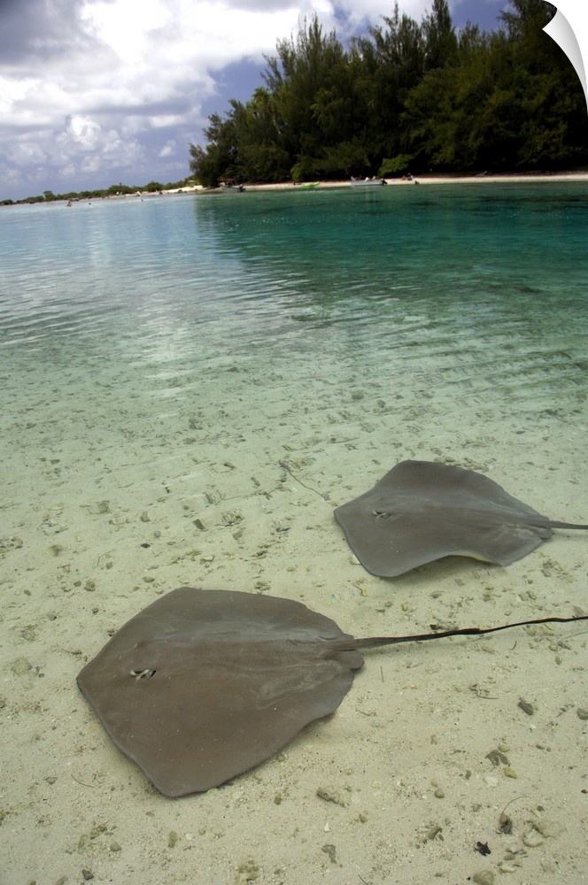 South Pacific, French Polynesia, Moorea. Stingrays in clear shallow lagoon.