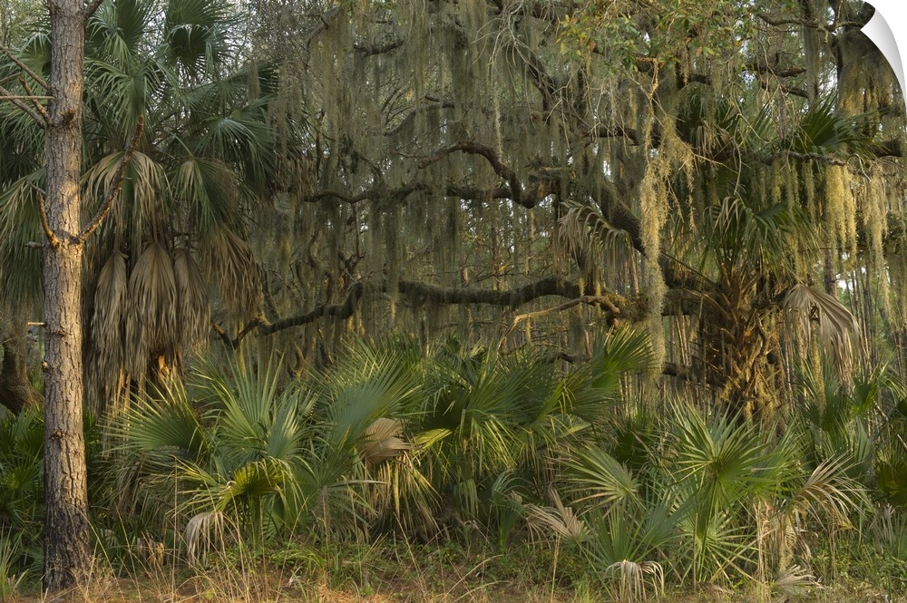 Coastal forest with Spanish moss (Tillandsia usneoides) growing upon Southern Live Oak (Quercus Virginiana) and Saw palmet...