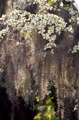 Spanish moss hanging from flowering dogwood