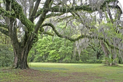 Spanish moss in oak trees at Alfred Maclay Gardens State Park Tallahassee, Florida