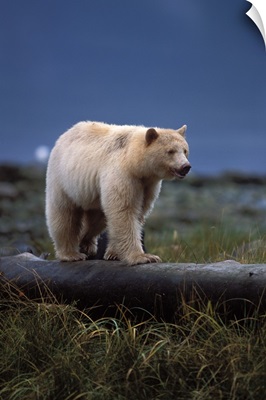 Spirit bear, black bear, sow with cub walking on log, British Columbia, Canada