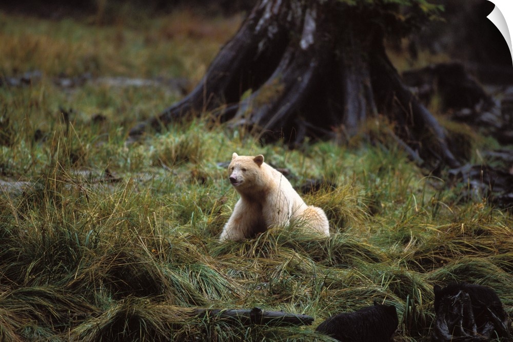 spirit bear, kermode, black bear, Ursus americanus, sow in the rainforest of the central British Columbia coast, Canada