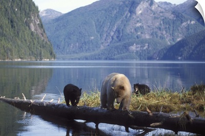Spirit bear, kermode, black bear, sow with cubs, British Columbia coast, Canada