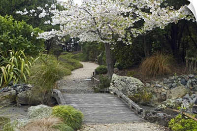 Spring Blossom, Miyazu Japanese Garden, Nelson, South Island, New Zealand