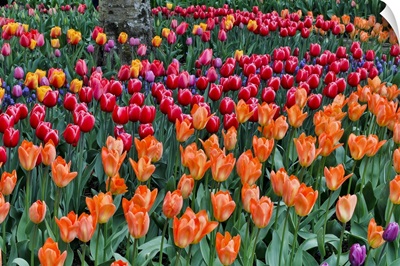 Spring Tulip Garden In Full Bloom, Skagit Valley, Washington State