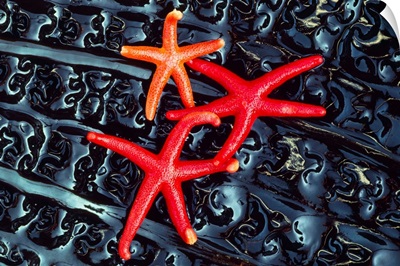 Starfish On Kelp, Washington, USA