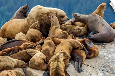 Steller Sea Lions, Glacier Bay National Park And Preserve, Alaska