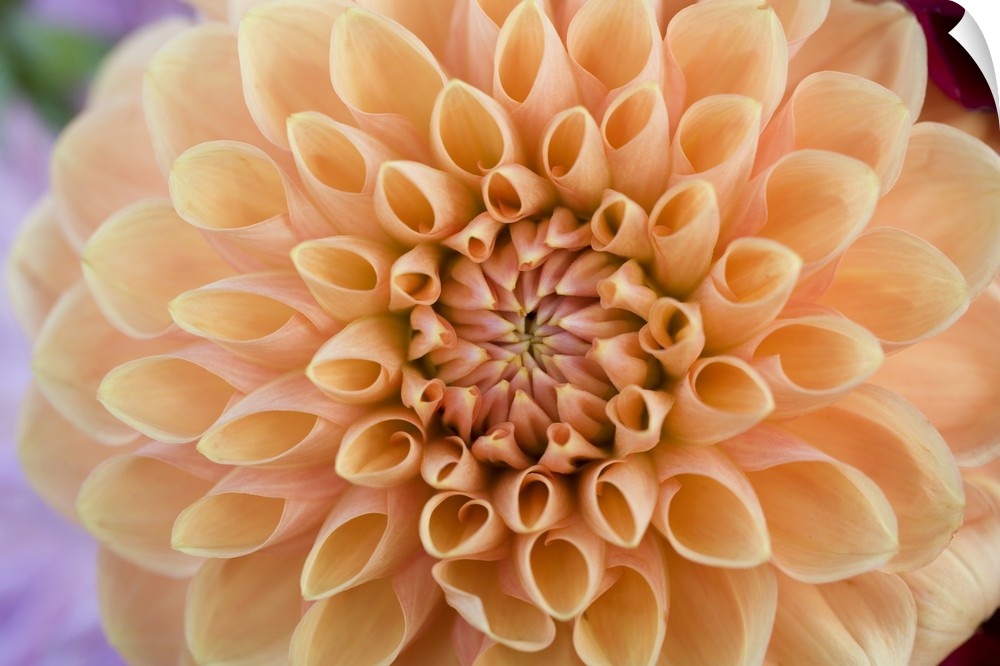 USA, Oregon, Willamette Valley. Subtle apricot colors make this dahlia a favorite in the Willamette Valley, Oregon.