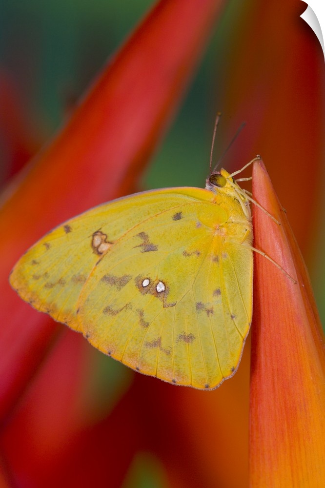 Sulphur Butterfly in the Phoebis family.