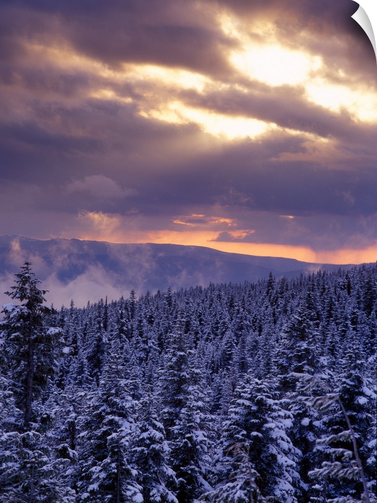 Sunrise over a snow covered forest in the Mt Hood National Forest, Oregon Cascades.