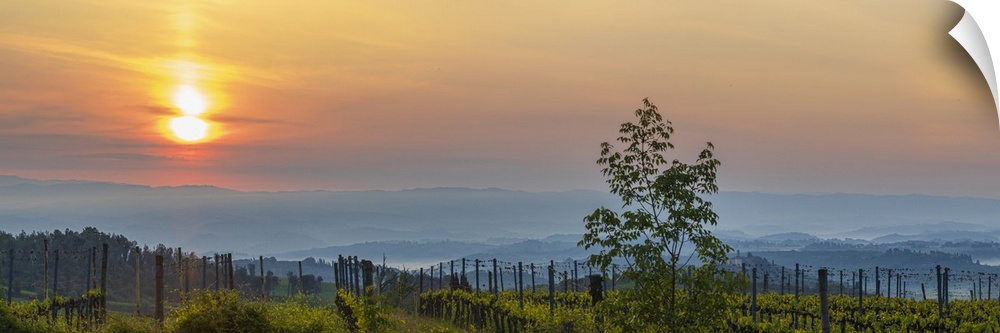 Sunrise over the vineyards of Tuscany. Tuscany, Italy.
